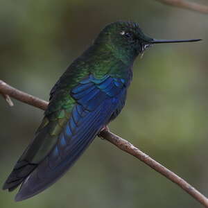 Colibri à ailes saphir