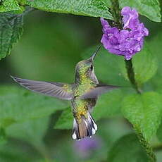 Colibri à coiffe blanche