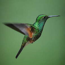 Colibri à épaulettes