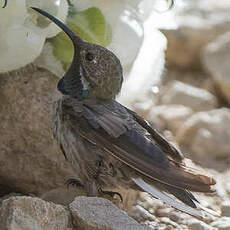 Colibri à flancs blancs