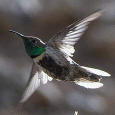 Colibri à flancs blancs