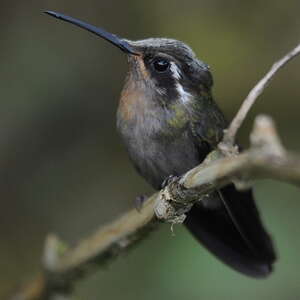 Colibri à gorge améthyste