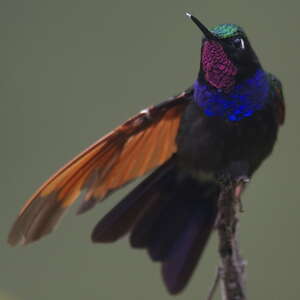 Colibri à gorge grenat