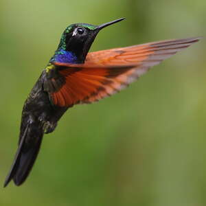 Colibri à gorge grenat