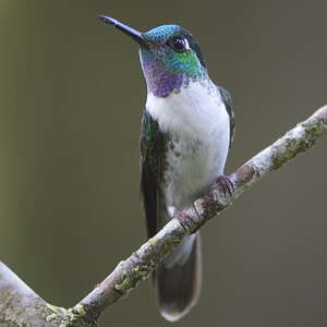 Colibri à gorge lilas