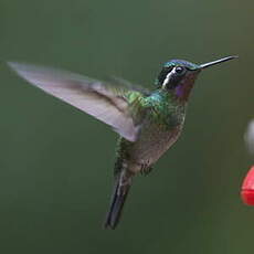 Colibri à gorge pourprée