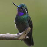 Colibri à gorge pourprée