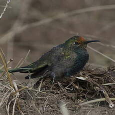 Colibri à plastron noir