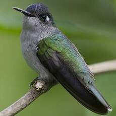 Colibri à tête violette