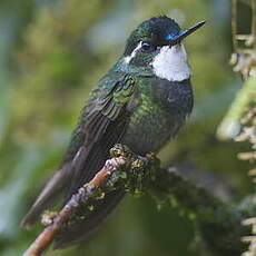 Colibri à ventre châtain