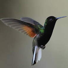 Colibri à ventre noir