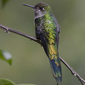 Colibri comète