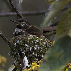 Colibri d'Alice