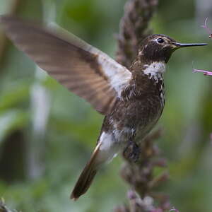 Colibri d'Alice