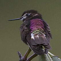 Colibri d'Alice