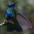 Colibri d'Anaïs