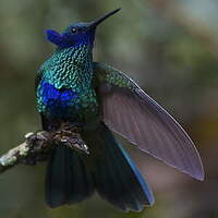 Colibri d'Anaïs