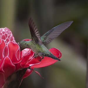 Colibri de Cuvier