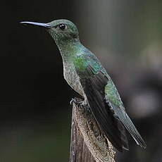 Colibri de Cuvier