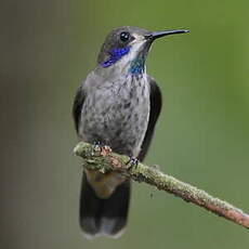 Colibri de Delphine