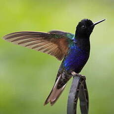 Colibri de Jardine