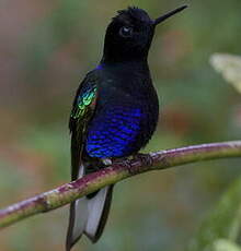 Colibri de Jardine