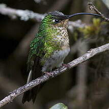 Colibri de Lafresnaye