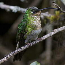 Colibri de Lafresnaye