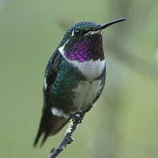 Colibri de Mulsant