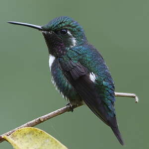 Colibri de Mulsant