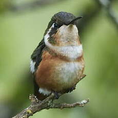 Colibri de Mulsant