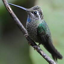 Colibri de Rivoli