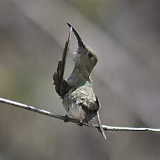 Colibri de Tumbes