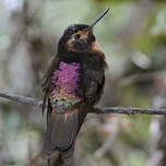 Colibri étincelant