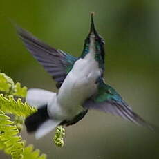 Colibri féérique