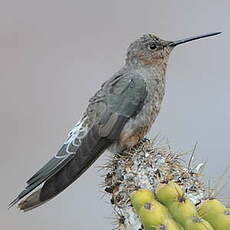 Colibri géant