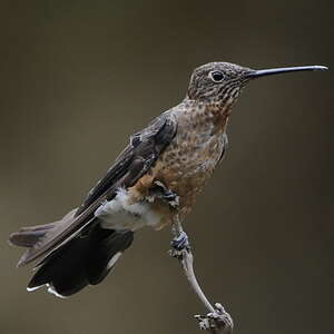 Colibri géant