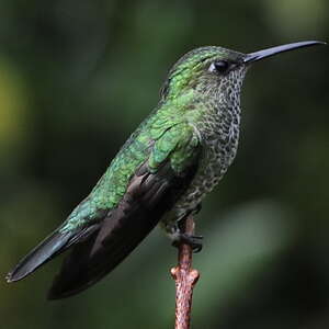 Colibri grivelé