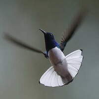 Colibri jacobin