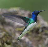 Colibri jacobin