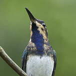 Colibri jacobin