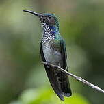 Colibri jacobin