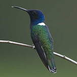 Colibri jacobin