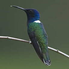 Colibri jacobin