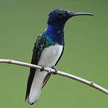 Colibri jacobin