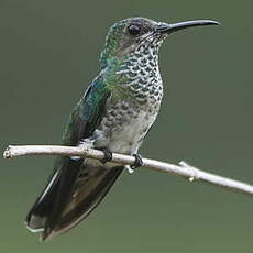 Colibri jacobin