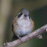 Colibri moucheté
