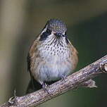 Colibri moucheté