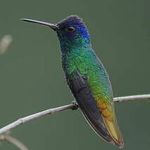 Colibri oenone