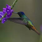 Colibri oenone